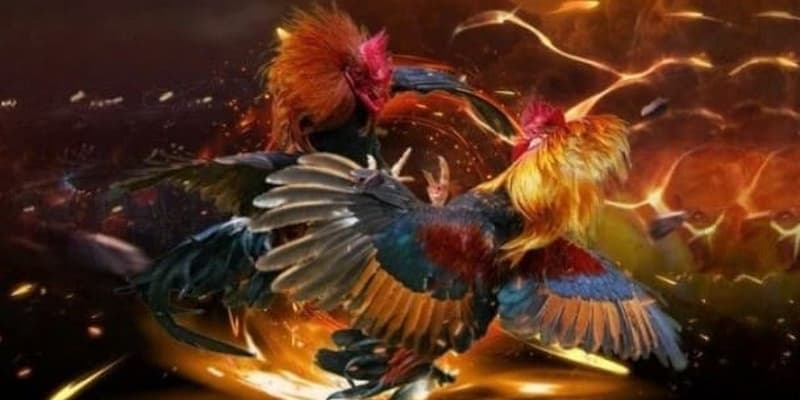 Kèo đá gà mạng với sức hút khó cưỡng