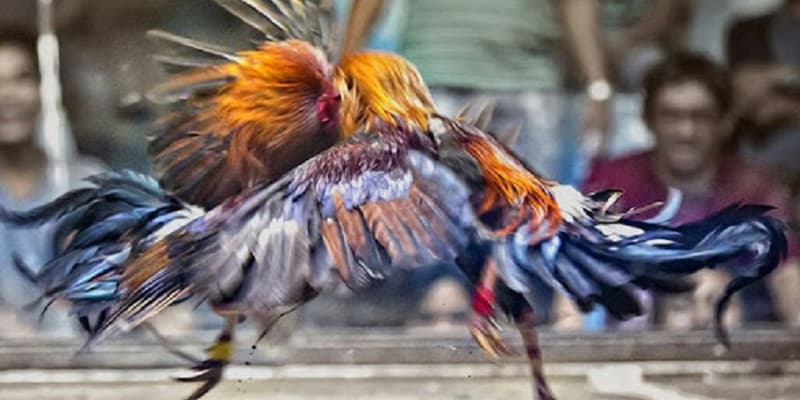 Kèo đá gà mạng Kinh nghiệm tham gia kèo đá gà mạng tại Manclub