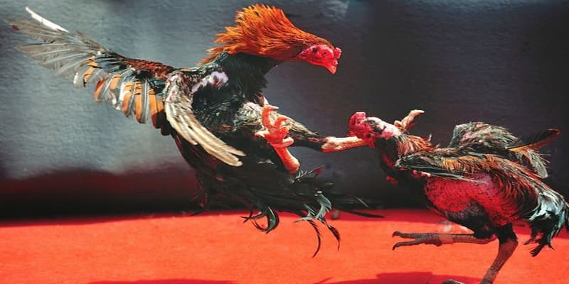 Kèo đá gà mạng Kèo đá gà mạng và tiềm năng trong tương lai