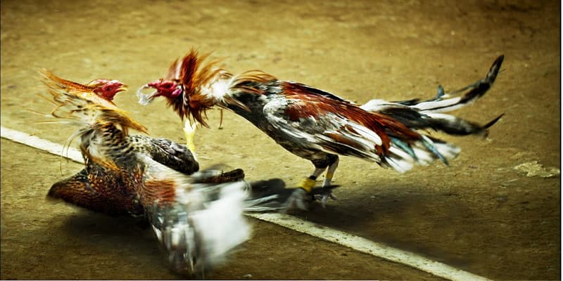 Cá cược đá gà là gì Cá cược đá gà là gì và lời khuyên dành cho người mới